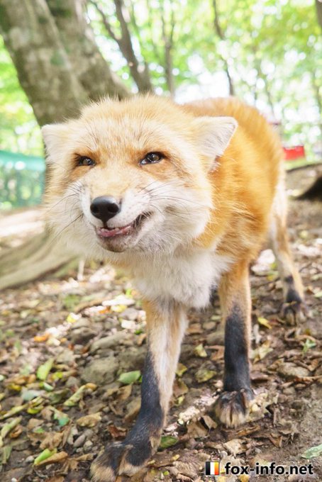 Fox Info Netさんのイラストまとめ