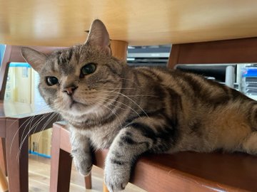 猫好さん必見 捜査一課長に大型新人 ビビと新入り猫について徹底調査 現役の犬猫飼育アドバイザーによる 猫の猫生を本気でアドバイスするブログ