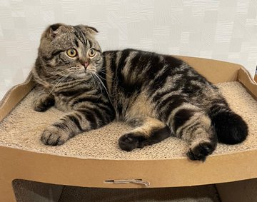 猫好さん必見 捜査一課長に大型新人 ビビと新入り猫について徹底調査 現役の犬猫飼育アドバイザーによる 猫の猫生を本気でアドバイスするブログ
