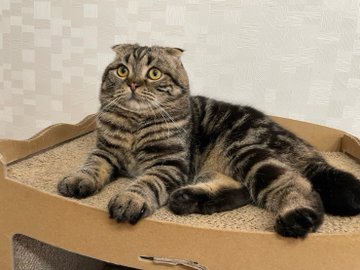 猫好さん必見 捜査一課長に大型新人 ビビと新入り猫について徹底調査 現役の犬猫飼育アドバイザーによる 猫の猫生を本気でアドバイスするブログ