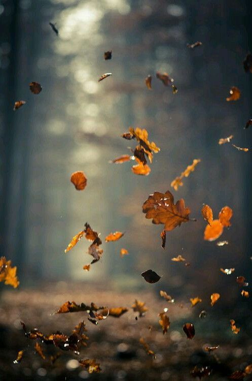 ecoosfera's tweet photo. “Algunos de nosotros pensamos que aguantar nos hace fuertes, pero a veces es dejar ir”. -Hermann Hesse https://t.co/bdLZz3jjwj