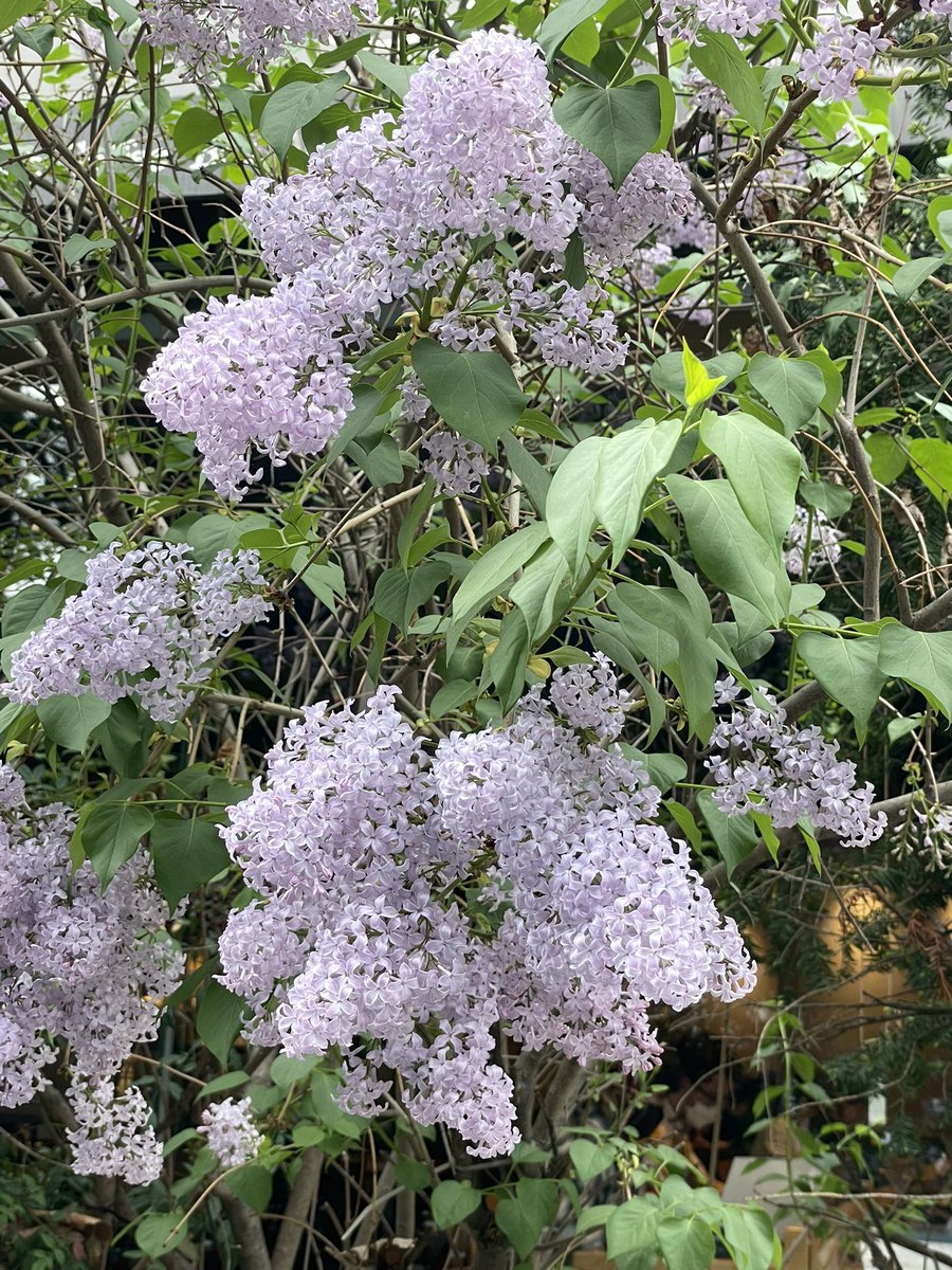 라일락이 피는 날씨 💜