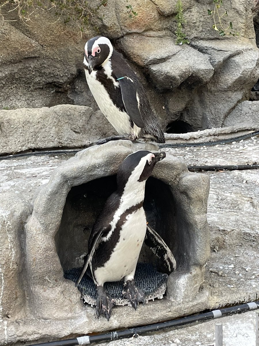 ペンギン たちは、お気に入りの場所があって、いつも居る場所が決まっ
