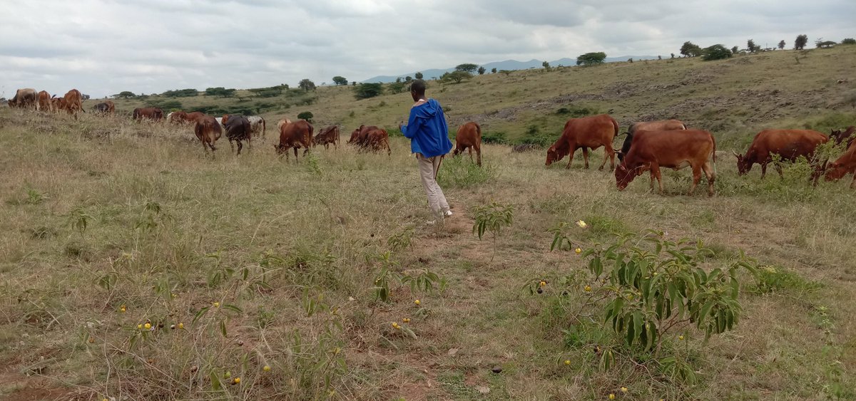 wezlngat's tweet photo. Agricultural extension officers are key in rural agricultural food production but the concept is not extensively explored in Kenya. https://t.co/lWWne9puKe