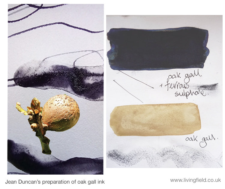 LField2020's tweet image. The Living Field’s long term artist friend Jean Duncan @JXDuncan has been experimenting with inks made from oak galls. See how she does it at livingfield.co.uk/art/jean-dunca…