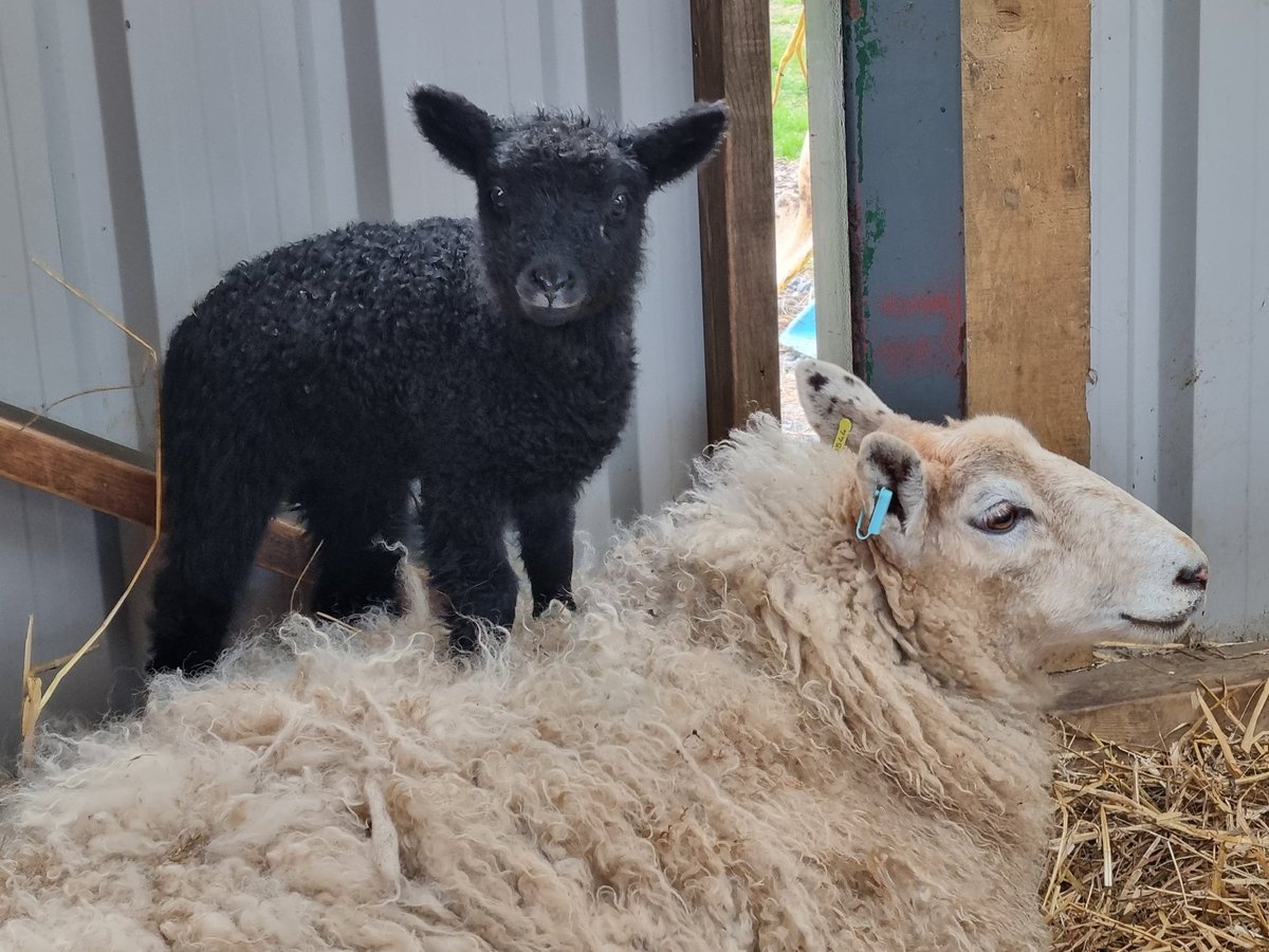 farm_wit's tweet photo. Nothing like the feel of real wool under your toes!
#realwool #Britishwool #usewool #wool #lambs #lambing #sheep #farming #farmersuk #nfu #lovefarmimg https://t.co/kq3ElQJltg