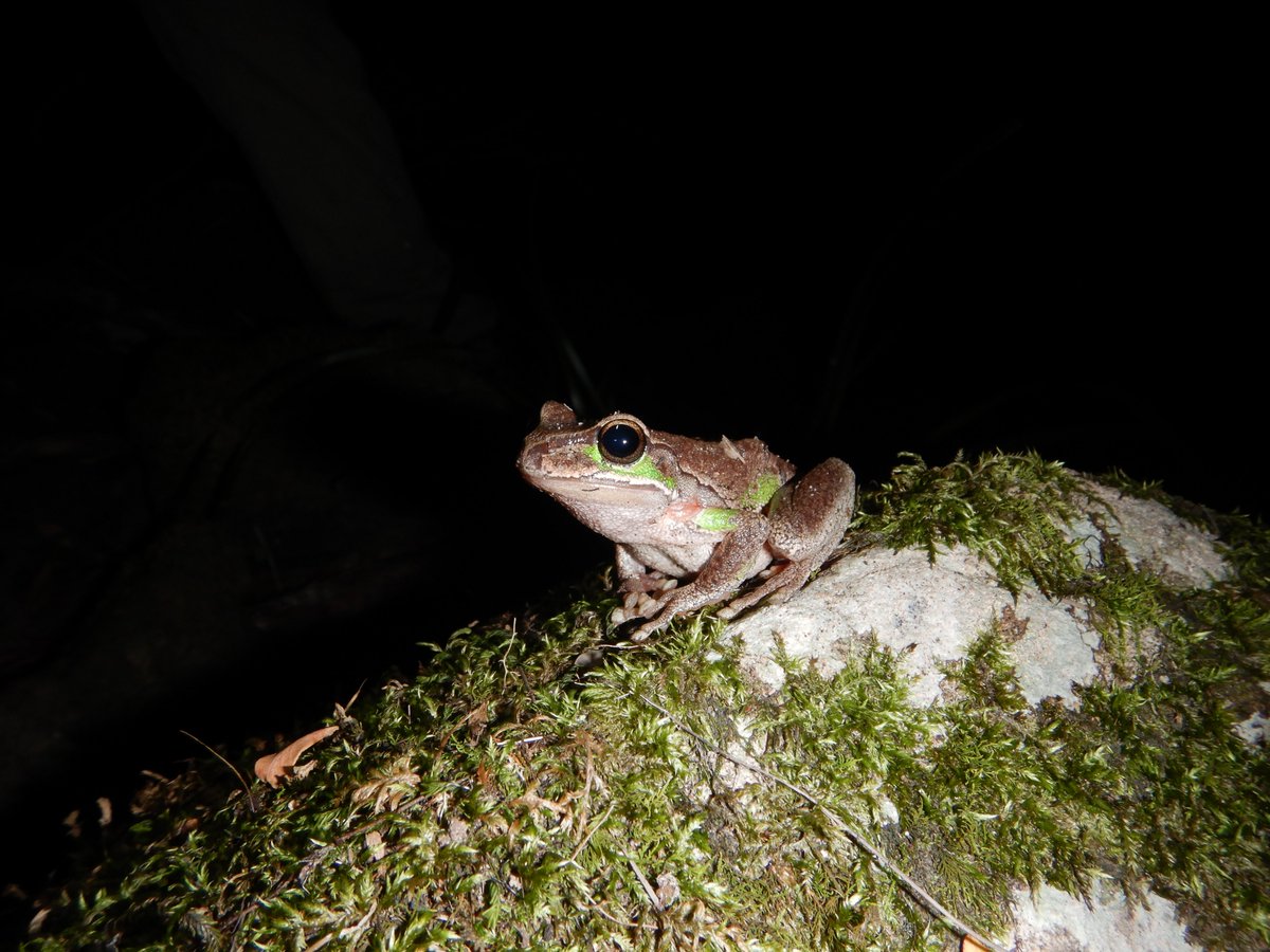 East Gippsland CMA (@eastgippscma) on Twitter photo Pop one of these dates in your calendar. Learn all about frogs and how you can help track their recovery since the fires.
Mallacoota Club Rooms - 23 April 1pm - 6pm
Genoa Town Hall - 24 April 1pm - 4pm
Cann River Hall - 25 Apr 1pm - 5pm
egcma@egcma.com.au for more information Pop one of these dates in your calendar. Learn all about frogs and how you can help track their recovery since the fires.
Mallacoota Club Rooms - 23 April 1pm - 6pm
Genoa Town Hall - 24 April 1pm - 4pm
Cann River Hall - 25 Apr 1pm - 5pm
egcma@egcma.com.au for more information
