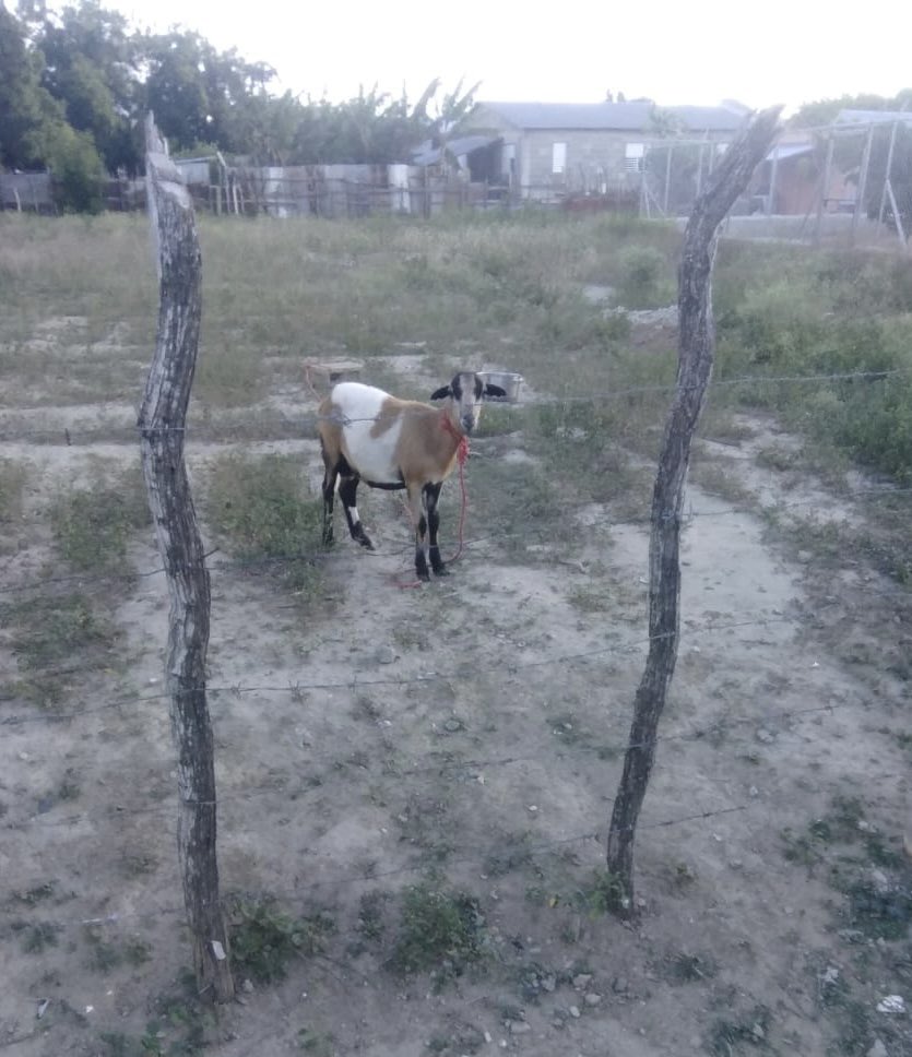 JulieBreezyx3's tweet photo. They told me they wanna cook for me, why i walk out to this.
The real definition of fresh😅
#OnlyInDR https://t.co/5gdAACWJCr