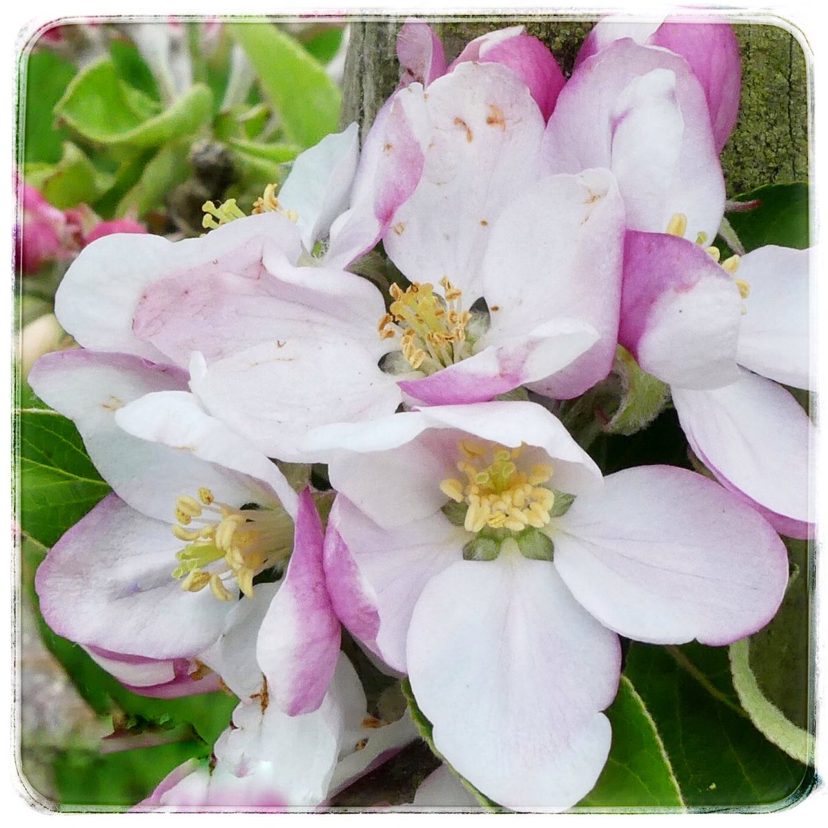 adriana57's tweet photo. De #appelbomen beginnen ook te bloeien , #appelbloesem https://t.co/3lT4QrZ5QP