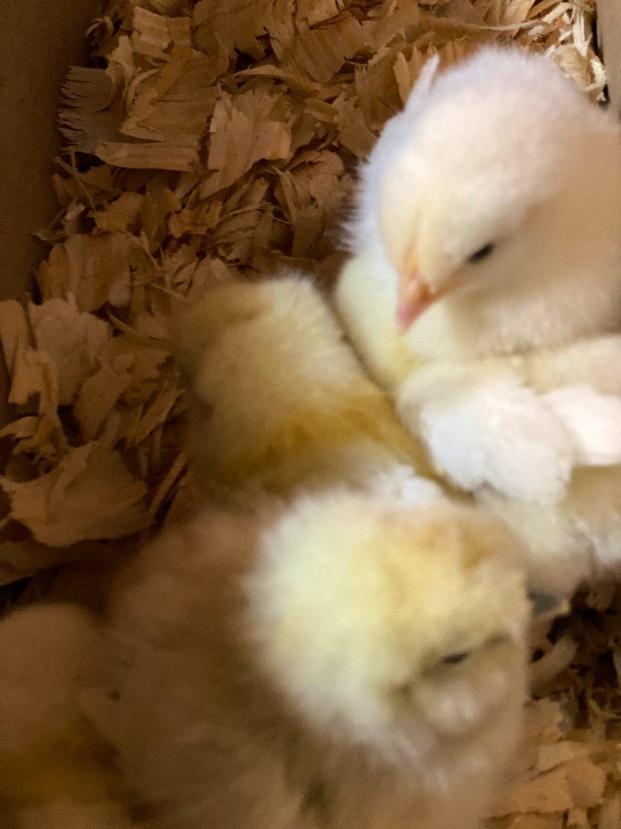 TealSeptember's tweet photo. Our new baby #Chicks are doing well. #Silky #CornishHens #Chickens https://t.co/Hqy6dhLF40