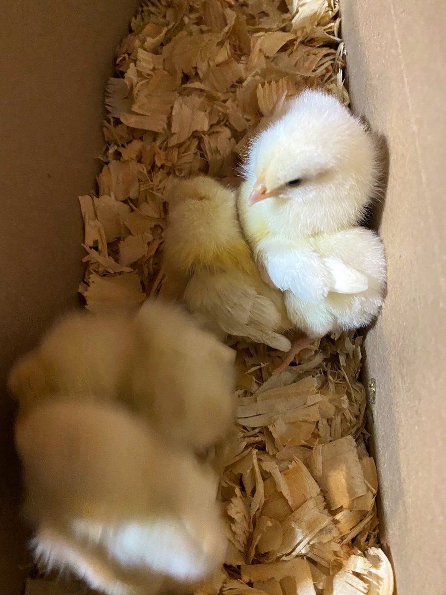 TealSeptember's tweet photo. Our new baby #Chicks are doing well. #Silky #CornishHens #Chickens https://t.co/Hqy6dhLF40