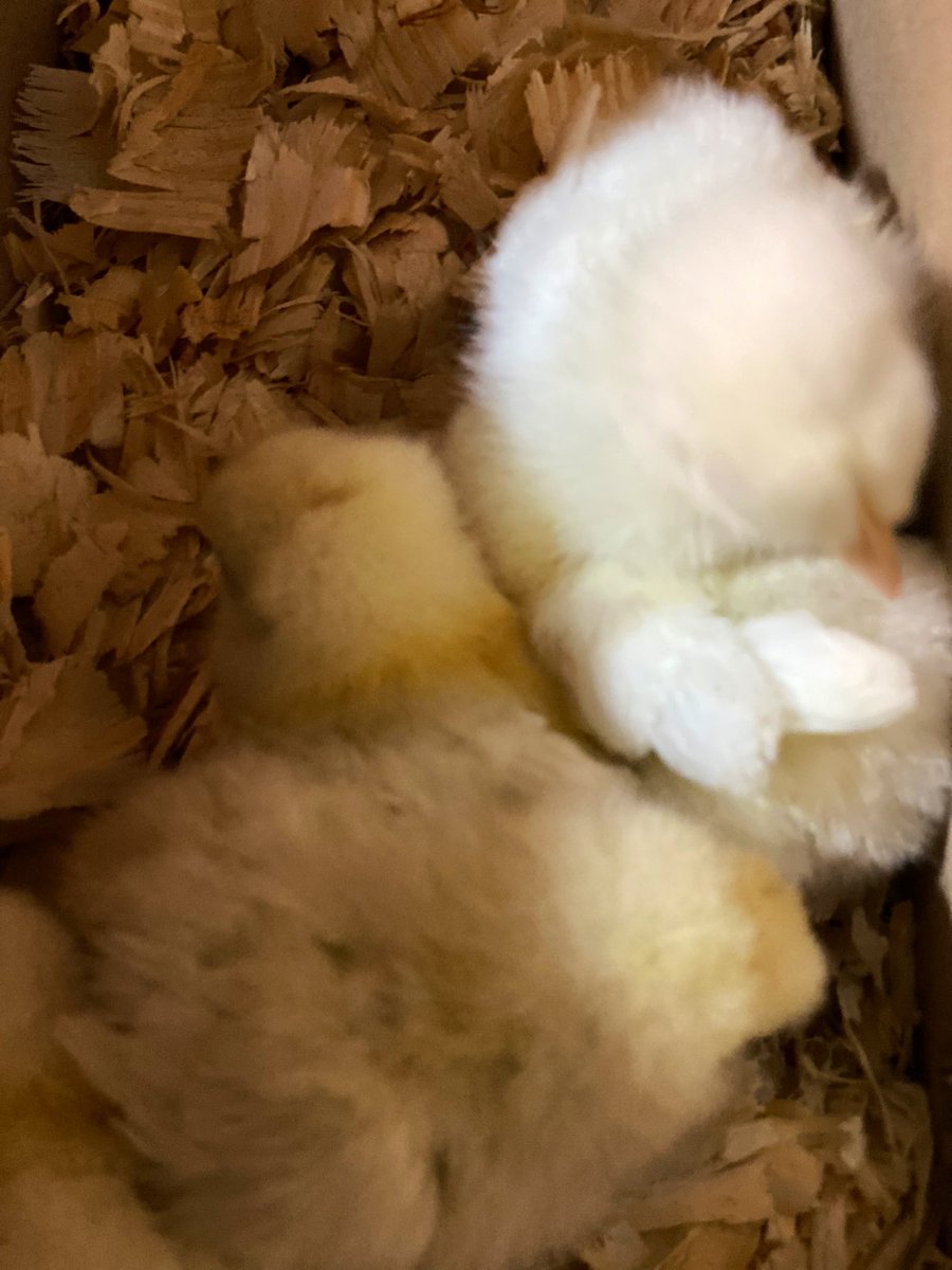 TealSeptember's tweet photo. Our new baby #Chicks are doing well. #Silky #CornishHens #Chickens https://t.co/Hqy6dhLF40