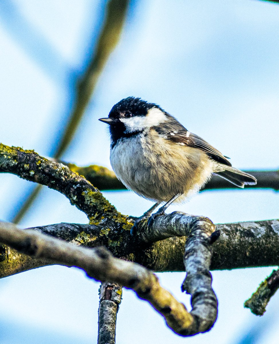 PDKImages's tweet photo. A Coal Tit with a glint in its eye
#bird #birds #birdwatcing #birdspotting #NaturePhotography #Wildlife #widlifephotography #coaltit #gardenwatch #birdwatc https://t.co/mMEtVCent8