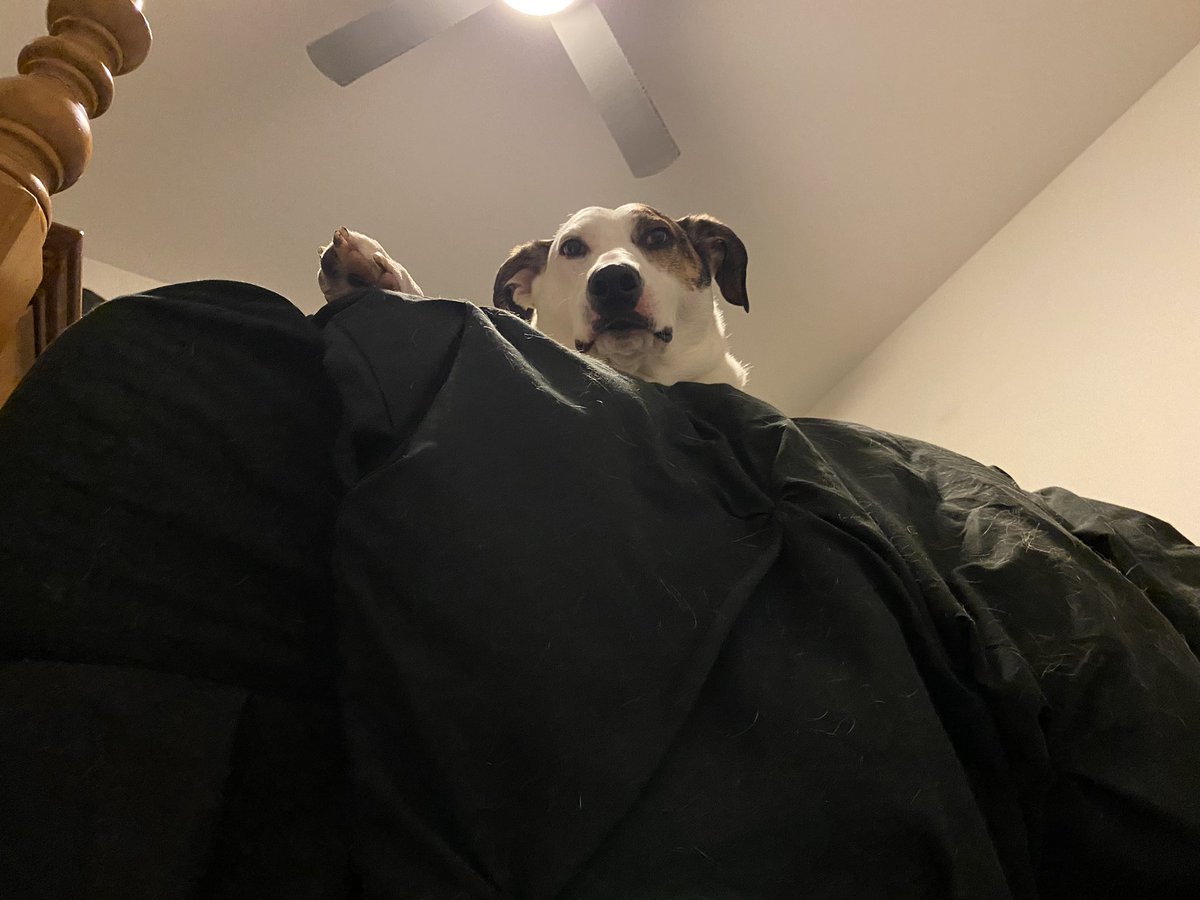 DailyMeatball's tweet photo. Simple human, sit on the floor and clean up the toy I chewed up. *spits* https://t.co/Gkfo6C7AX5