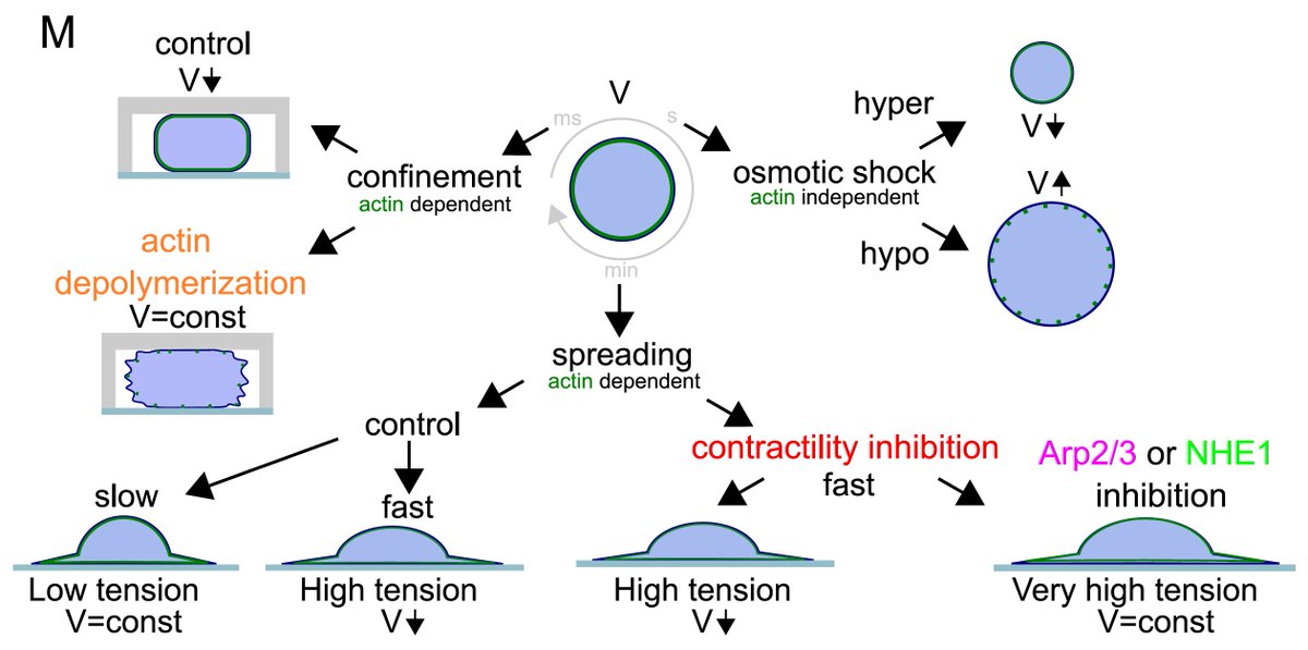 larisa_venkova's tweet photo. 1/7
How do cells modulate volume in response to deformations?
My PhD project is out in @eLife
https://t.co/Bqjlh2nOsH
Thanks to all the co-authors including @asinghvishen @sergio_lembo @Nishit24 @ArturRuppel93 @Biosdfp @juanmagararc @diz_lab @JFJoanny @PierreSens @PielMatthieu https://t.co/9cz8xbwK6G