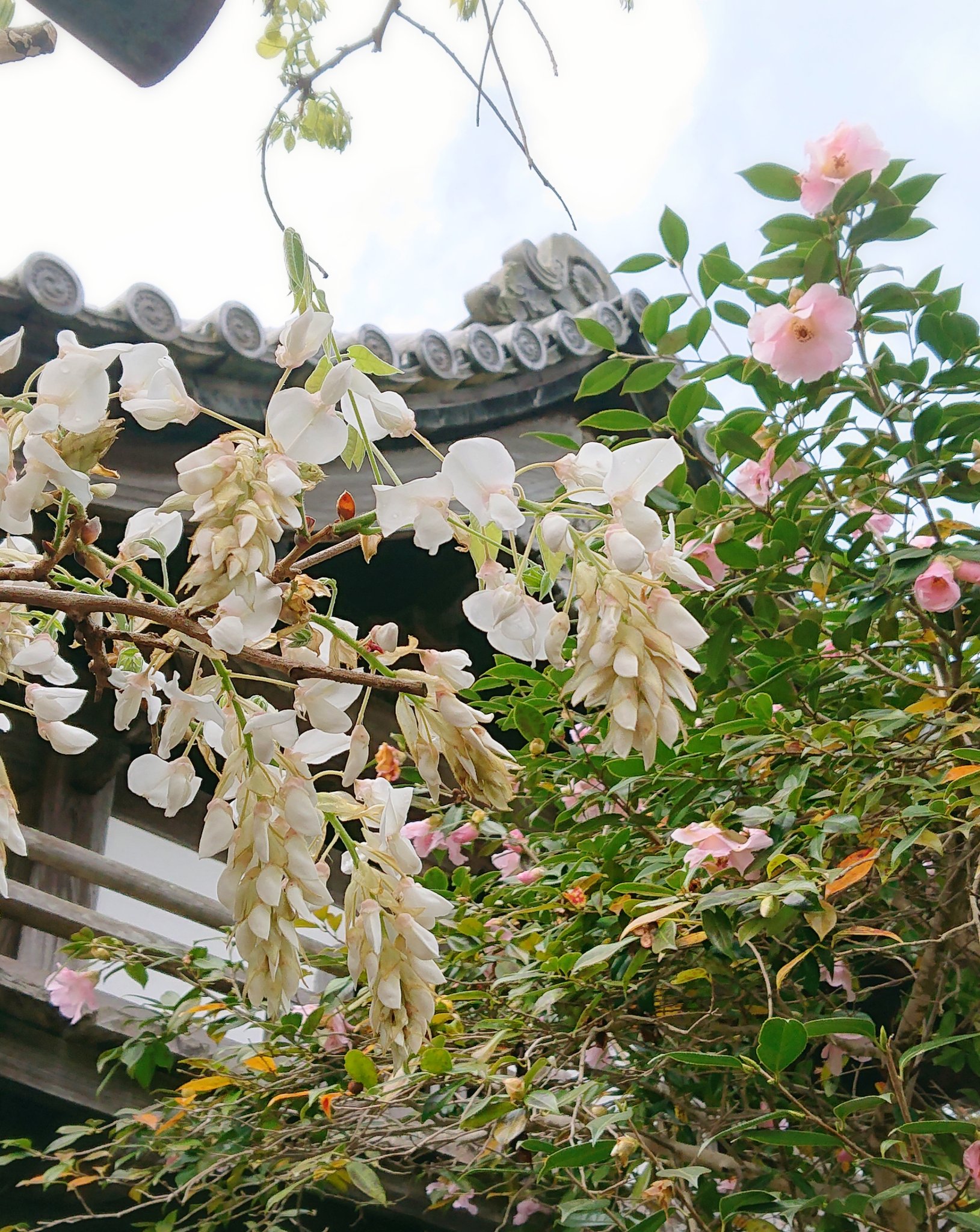ボタン桜 Twitter Search Twitter