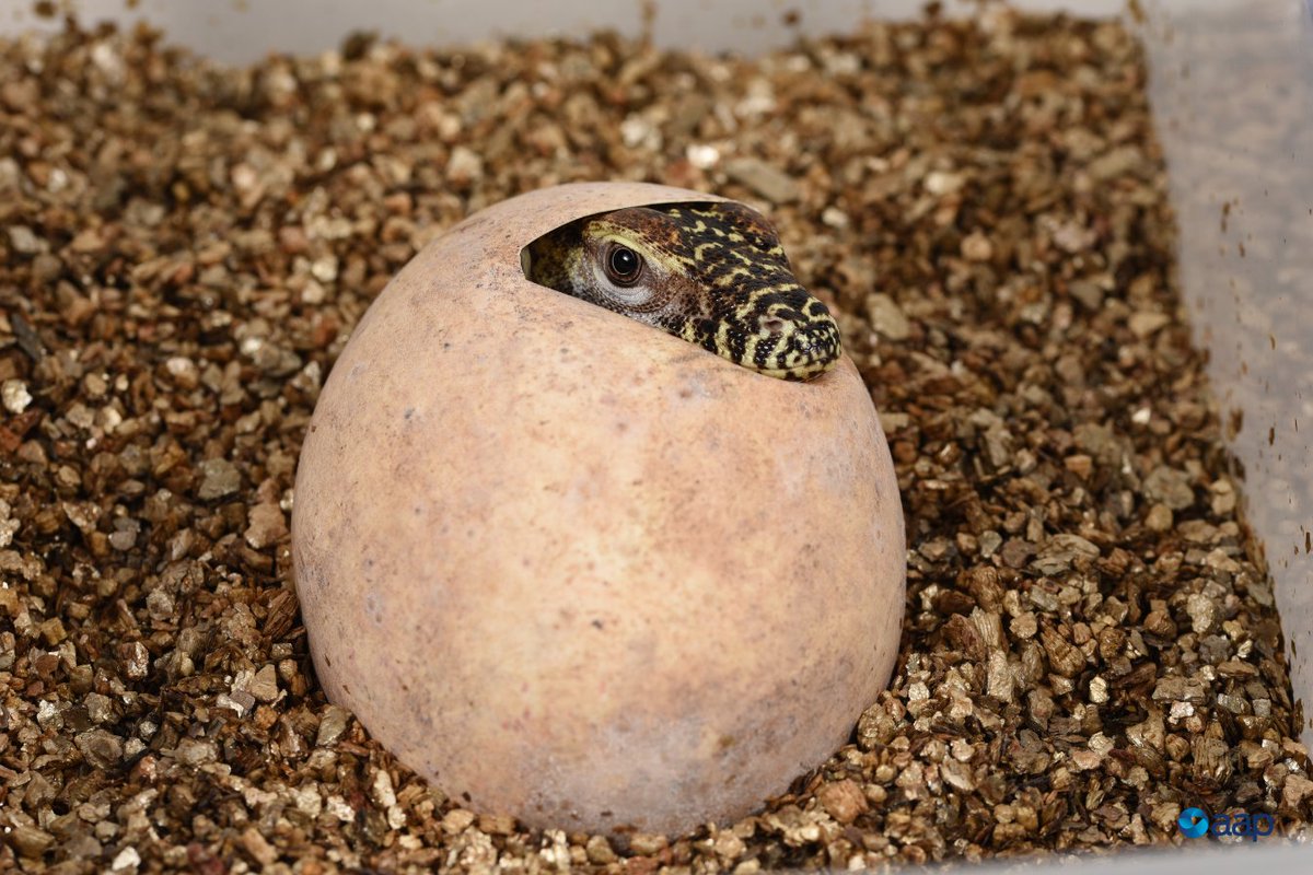 "These are two animals that could potentially kill each other and do some serious damage to us."

Keepers have risked life and limb to help an Australian zoo become the first in the country to successfully breed and hatch komodo dragons.

MORE: aapnews.com.au/a/yrQyUqJ