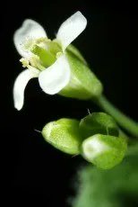 BMC_series's tweet photo. Researchers from @USDA_ARS and @UCBerkeley demonstrate how interaction between temperature and the sickle mutant alters the global mRNA content of Arabidopsis seedlings in this #DataNote in #BMCResNotes https://t.co/PUC9YW3PaH https://t.co/2RecaiDC7D
