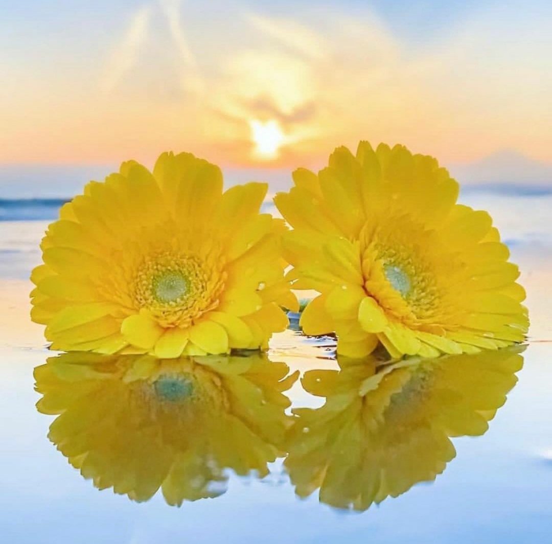 Kristal38922455's tweet photo. 💛 Happy Thursday 💛 https://t.co/Ee7dHC1Xkp