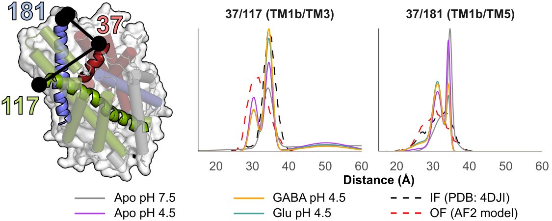 DdelAlamo's tweet photo. A preprint of my PhD research in @Mchaourablab and @MeilerLab is available to read on bioRxiv. We used #EPR #DEER to study the #APC transporter GadC. Experiments were designed to distinguish between multiple conformations predicted by #AlphaFold. https://t.co/aK37CA9JWt