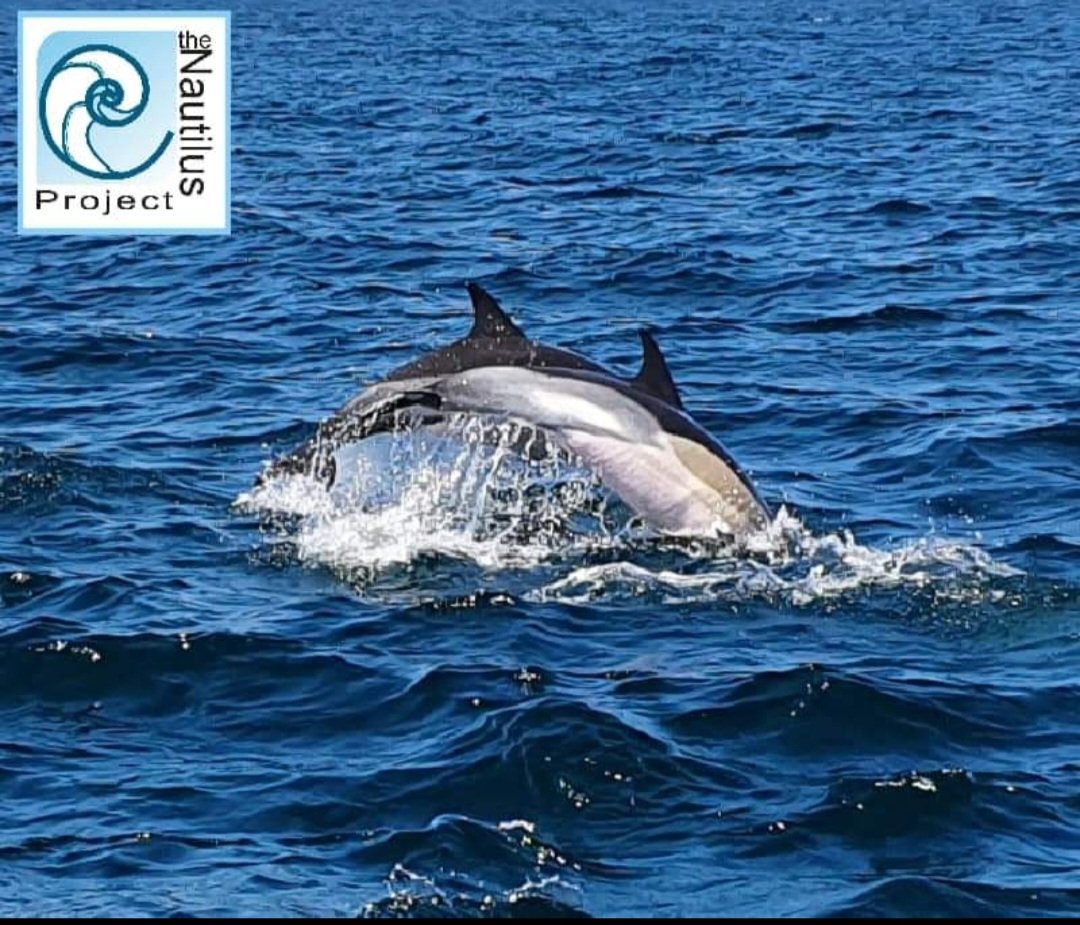NautilusGib's tweet photo. #NationalDolphinDay
We're not the greatest photographers but we had to share these beauts we 📷 #BayOfGibraltar
Wild,roaming & free,such a humbling experience to observe them in their natural habitat
#FreeTheTanks #CetaceanProtocol
#striped #common #bottlenose #MedSea https://t.co/C5PoKmPinP