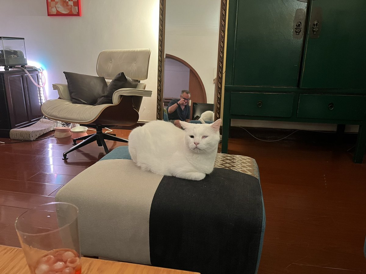 Mimmo_Pirate's tweet photo. Don’t look at me human or I’ll zap you #lockdown #shanghailockdown #catlife #eyesonyou https://t.co/y9zliRA7QK