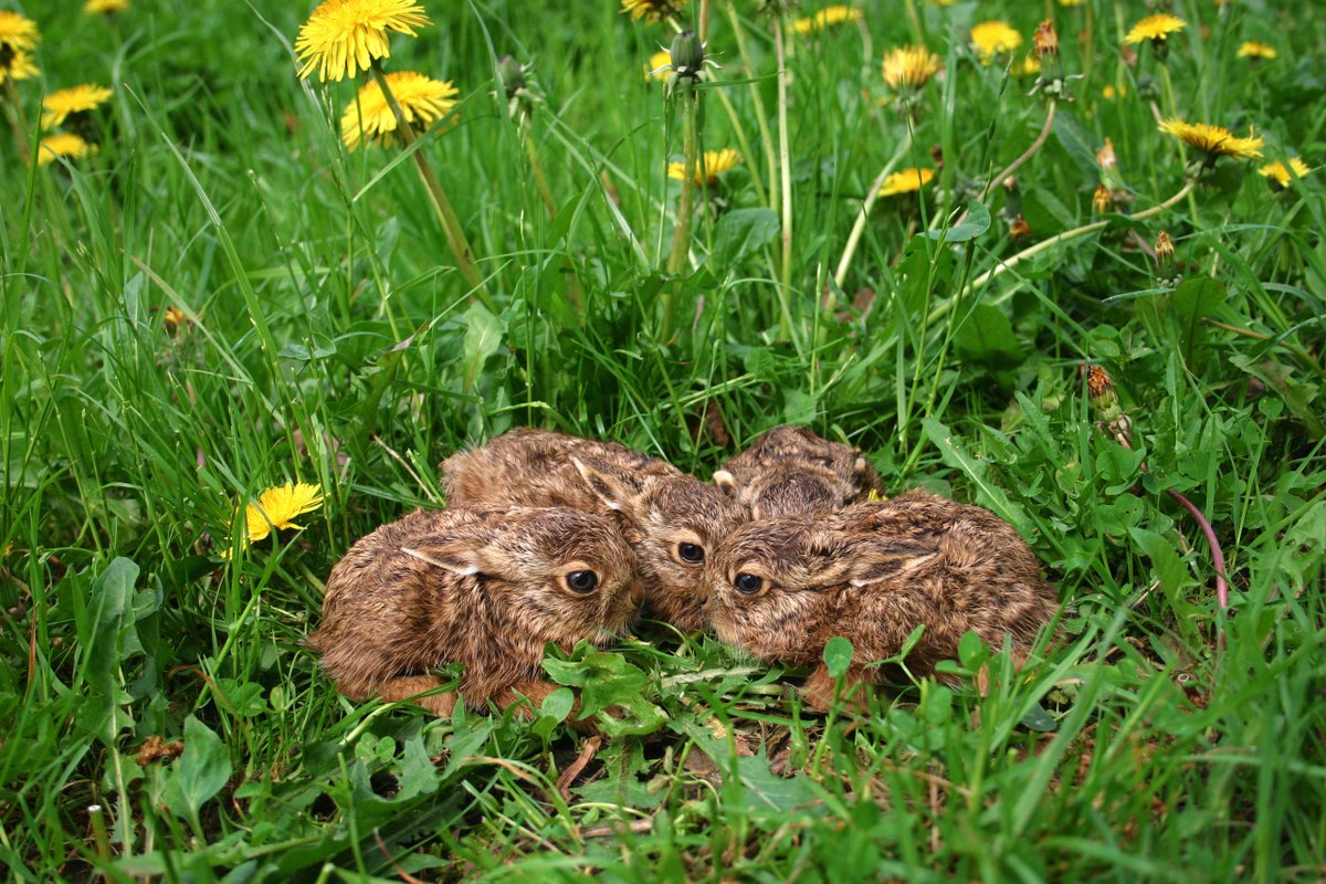 Für den Osterhasen 🐇Im Frühling wird die freie Landschaft zu einer Kinderstube. Einige Tierarten haben bereits Nachwuchs. Bei anderen Arten sind die weiblichen Tiere hochtragend. Stöbernde Hunde sind dann eine Gefahr. Deshalb: Hunde an die Leine nehmen u. auf den Wegen bleiben