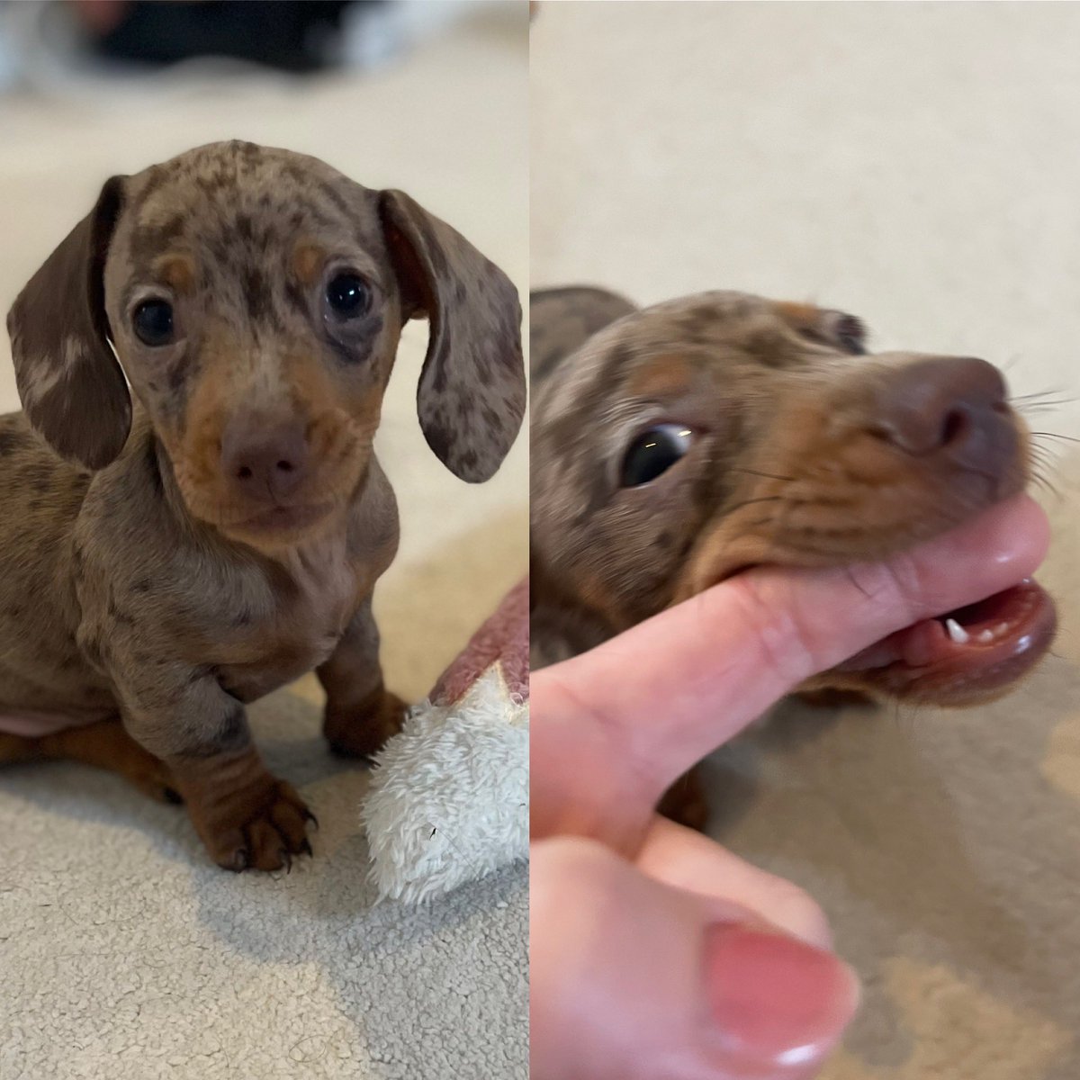 RachelMcelroySR's tweet photo. My mornings have become very unproductive. Gorgeous boy to gnashing beast in seconds! #Dachshunds #dogsofITSM #thursdayvibes https://t.co/Tjg5J3qjR0