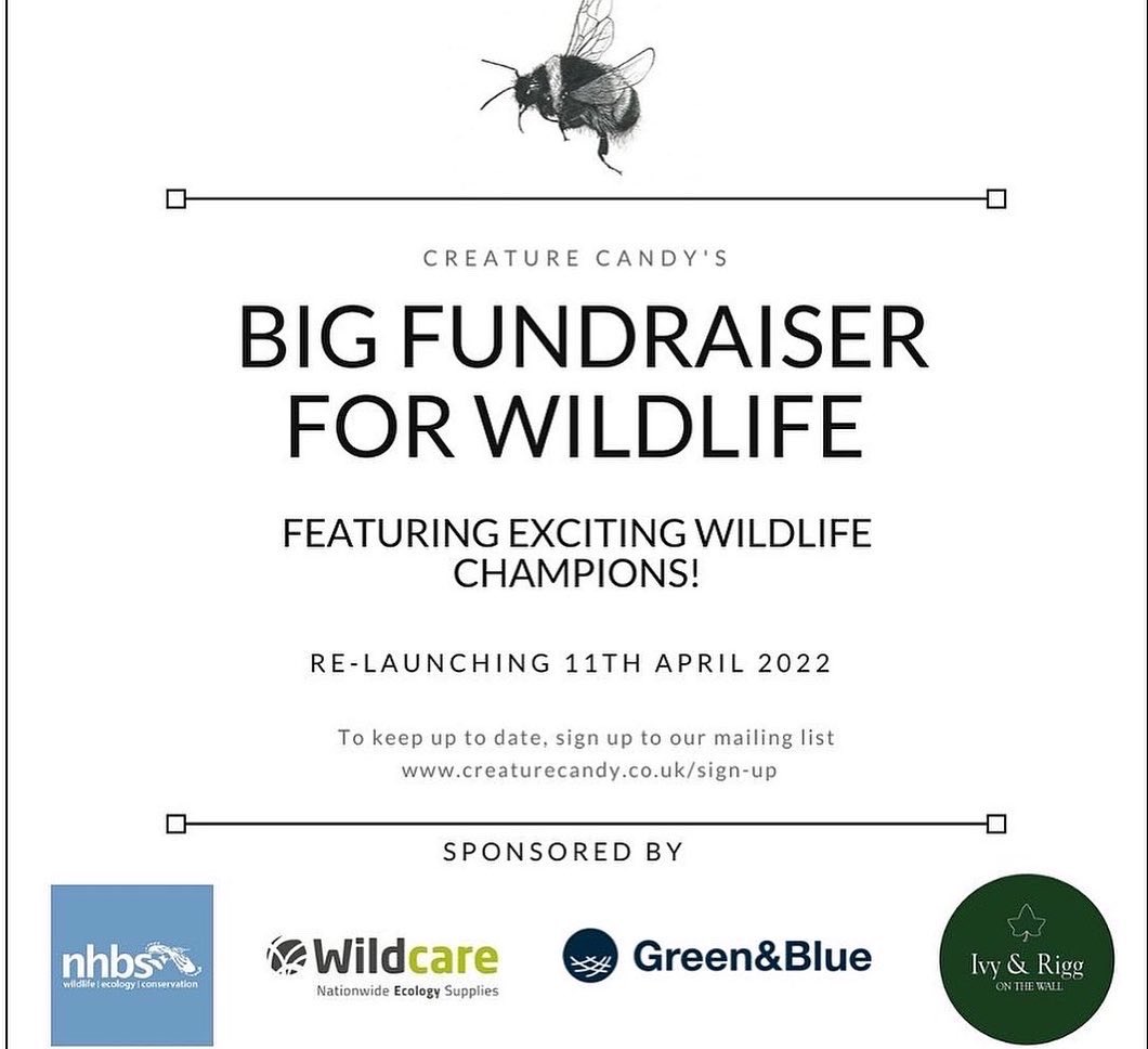 CreatureCandy9's tweet photo. It’s day 4 of our Big Fundraiser for Wildlife!
@bugboybaker has kindly signed some of our privet hawk moth prints & 50% of the sale price will be donated to @savebutterflies
#wildlifegifts #fundraising #charity #moth #mothprint #privethawkmoth
https://t.co/v77spTuYsd https://t.co/pxOmZrs3kG