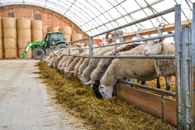 You can make money in sheep #farming.