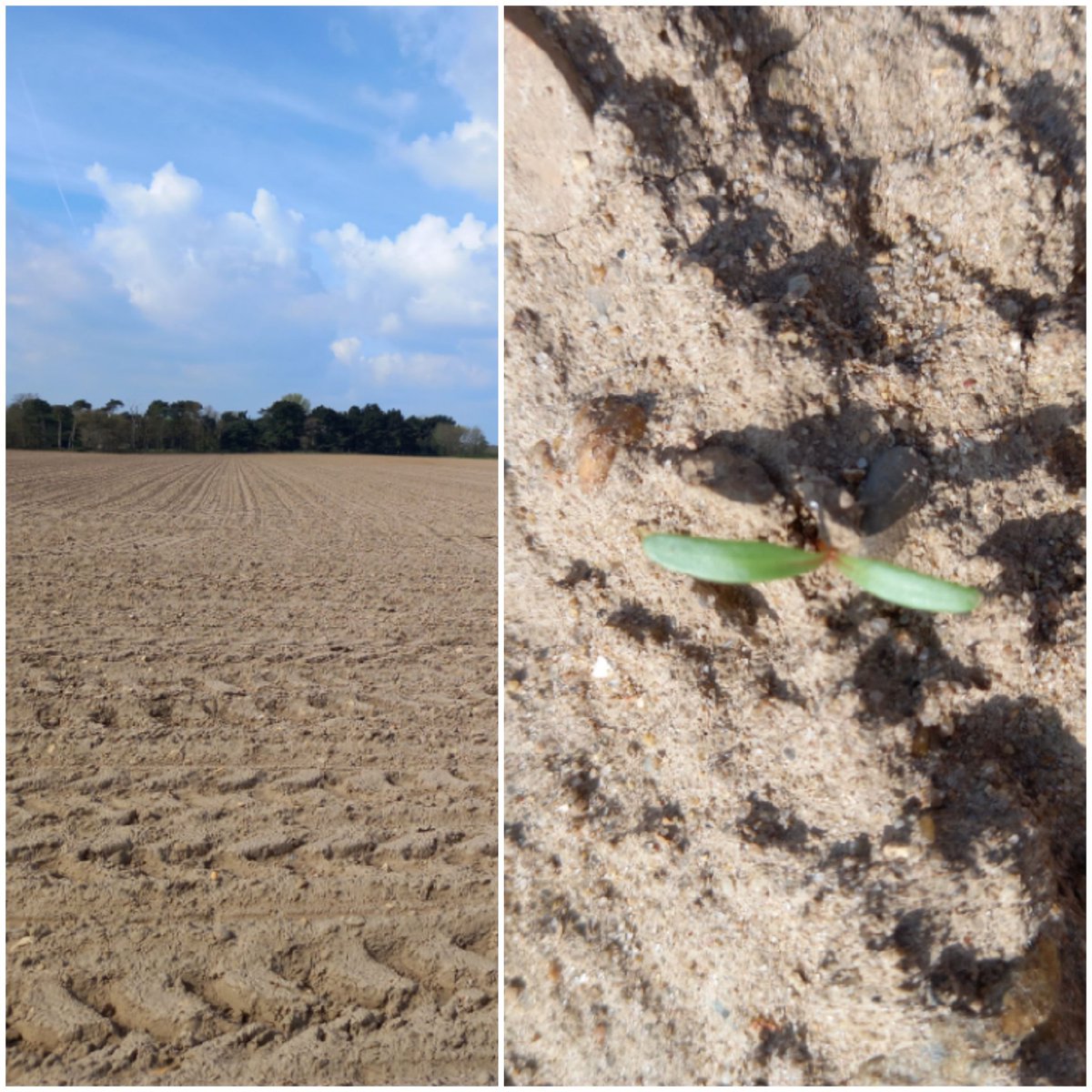 MrZuckerrube's tweet photo. It might look bare but the beet are emerging and enjoying the sunshine

#beetisbest https://t.co/xQf9BQD5pO