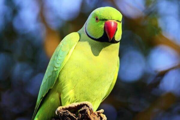 BIOEAF's tweet photo. En 2017 expertos en loros y murciélagos dan la voz de alarma: La cotorra de kramer (especie invasora) esta afectando a la colonia  sevillana de Nóctulo gigante (autoctona y amenazada).  https://t.co/00fSCGzzRJ https://t.co/hald10O2tf