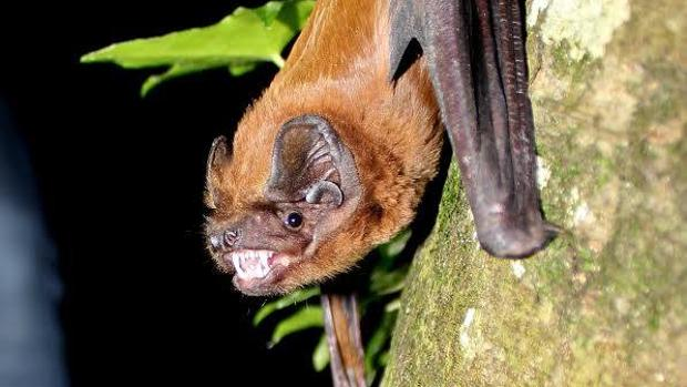 BIOEAF's tweet photo. En 2017 expertos en loros y murciélagos dan la voz de alarma: La cotorra de kramer (especie invasora) esta afectando a la colonia  sevillana de Nóctulo gigante (autoctona y amenazada).  https://t.co/00fSCGzzRJ https://t.co/hald10O2tf
