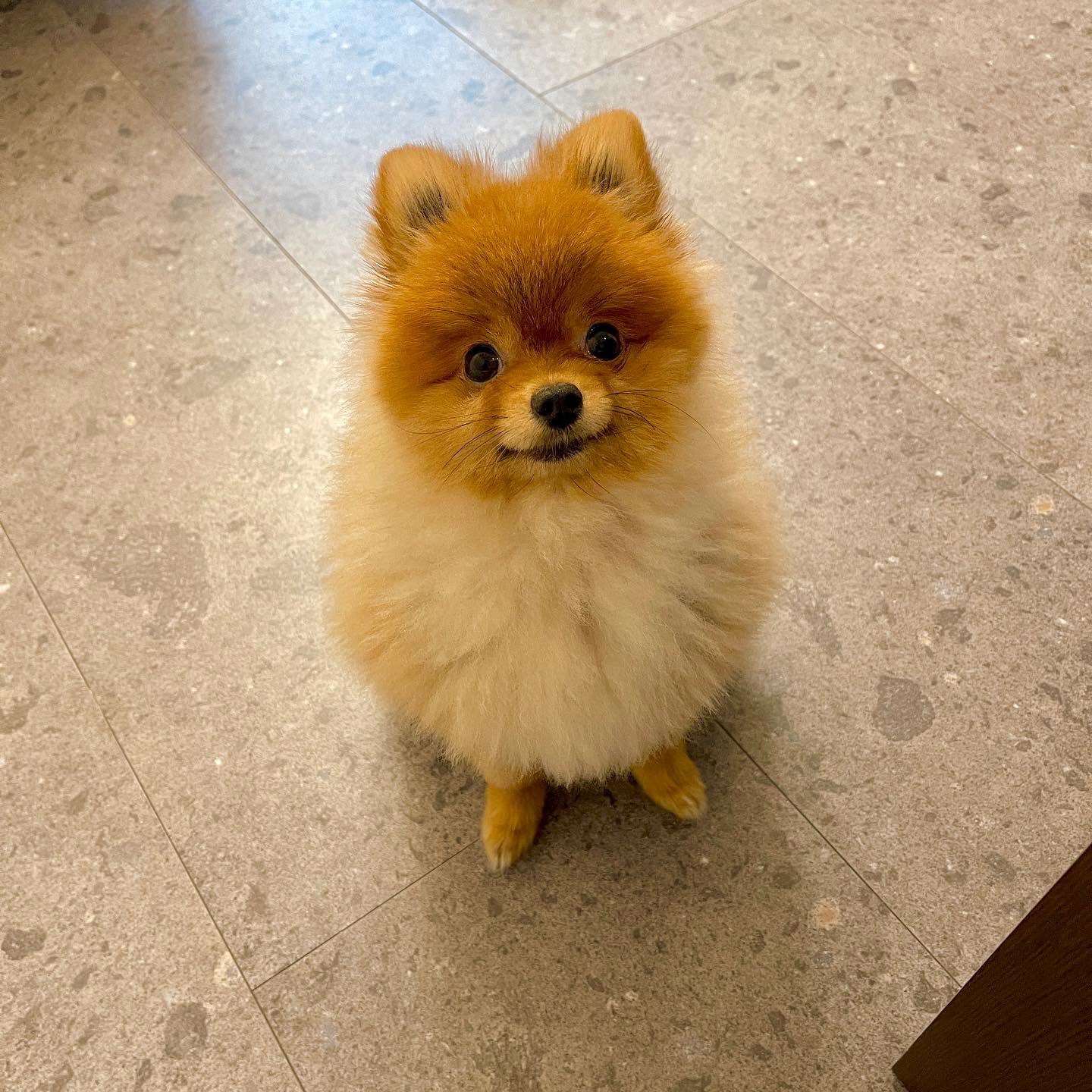 ハドレーポメラニアンのレオ 雨でお外に行けず ポメラニアン Pomeranian 磯丸水産 矢野監督 雨 T Co Defmdra5hd Twitter