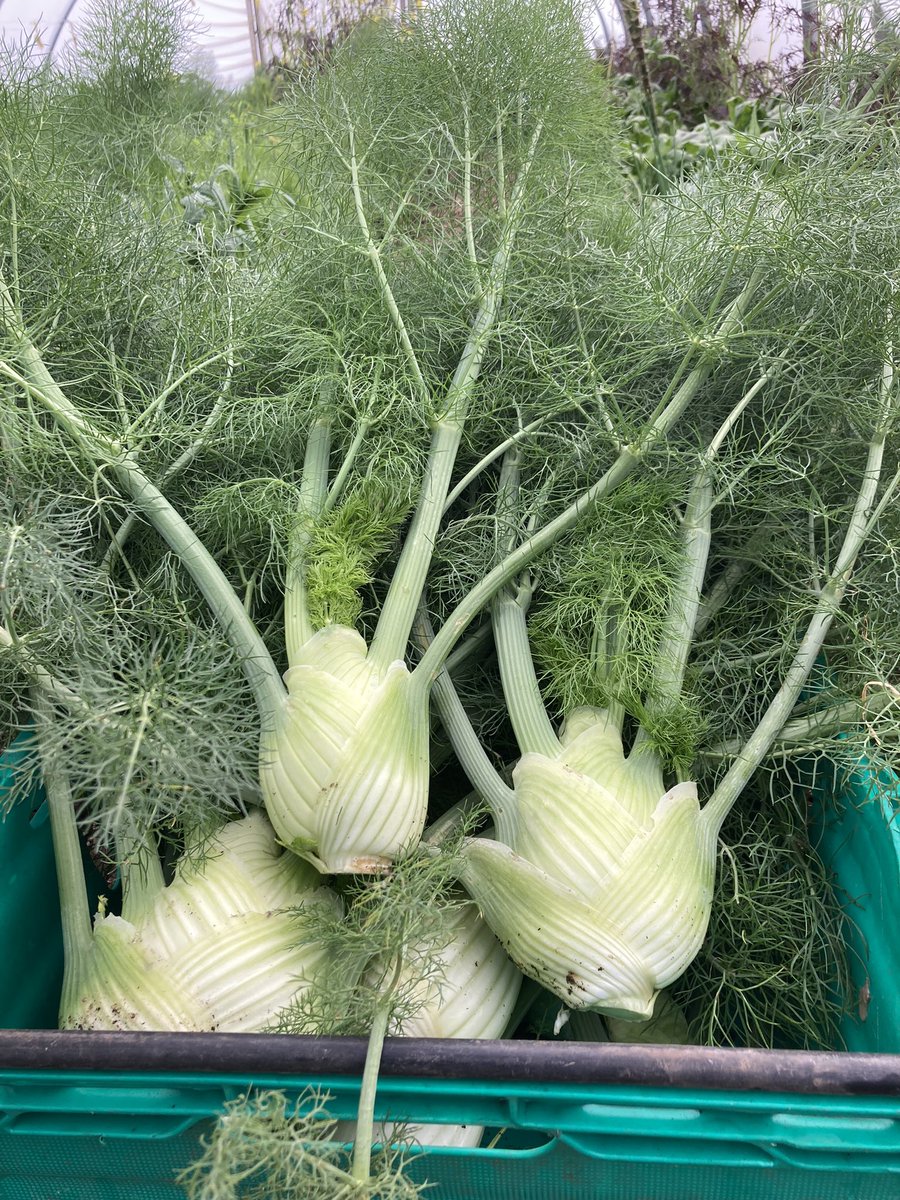 Farm_Share's tweet photo. Another week on the farm. Want chemical free veg or a chance to get involved? Get in touch. https://t.co/FSQqAC155x