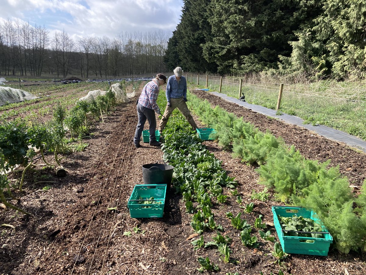 Another week on the farm. Want chemical free veg or a chance to get involved? Get in touch.