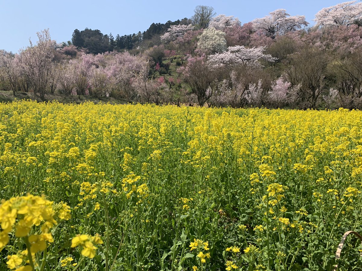 ryotajimar's tweet photo. 4/12福島市の花見山に行って来ました。 https://t.co/5evv6m9eyJ