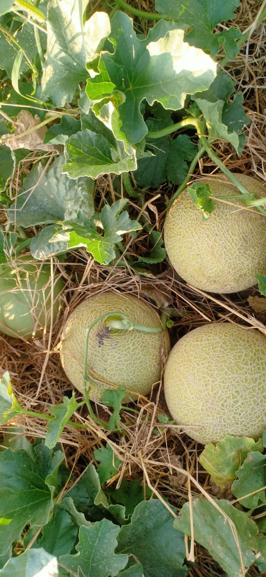 Wanja27Njeri's tweet photo. Some things you can only see when you slow down !!
Tryna be sober despite of all odds working against you!
Farmers are strong !
Get this galia type sweetmelon from @ufarm_holdings
#mkulimatips #seedsofgold #agribusiness #superfarmer https://t.co/z2jXYJsSMT