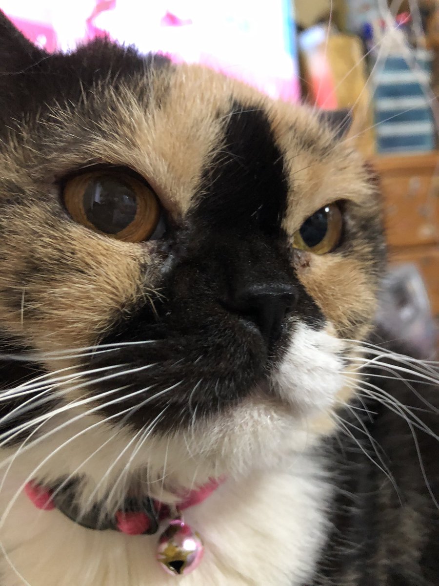 LoveMerodi's tweet photo. 14日あけびちゃん
どアップ(^^) https://t.co/FZOioYOmT9