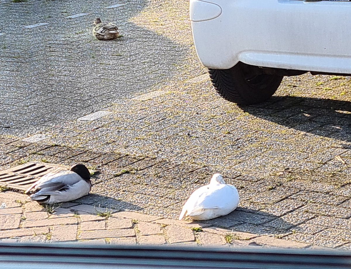 Pol_Baart's tweet photo. Het valt niet mee om wakker te blijven tijdens het bewaken van een auto. Tenslotte zijn er onlangs meerdere auto's in #Emmeloord weggenomen en bij een paar ingebroken. Ook een parkeerplek bezet houden is een zware taak.
Mooi tafereeltje in de #Zuidert vanmorgen. https://t.co/k2JJhnL1JF