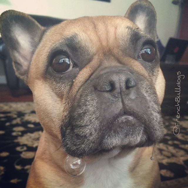 💕
#frenchbulldog