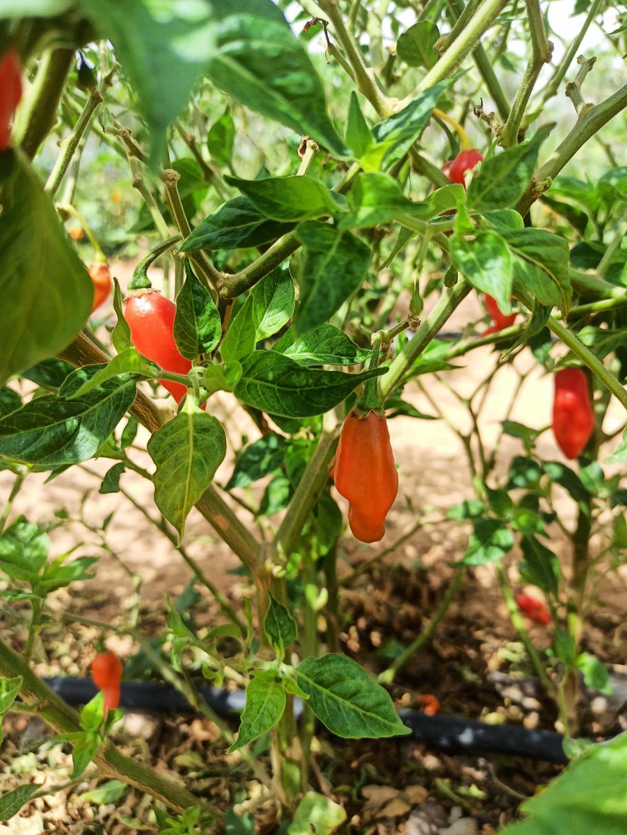 LOCOFOODUAE's tweet photo. Organic hot peppers from LocoFood farms in Al Hayer, UAE

LocoFood Box delivery schedule:
Mondays - Dubai
Wednesdays - Abu Dhabi
Thursdays - Al Ain

Order weekly delivery at https://t.co/9rawEqL5U6 / 050-2278848

@locofooduae #alwayslocal #alwaysorganic https://t.co/Csrg6lttsp