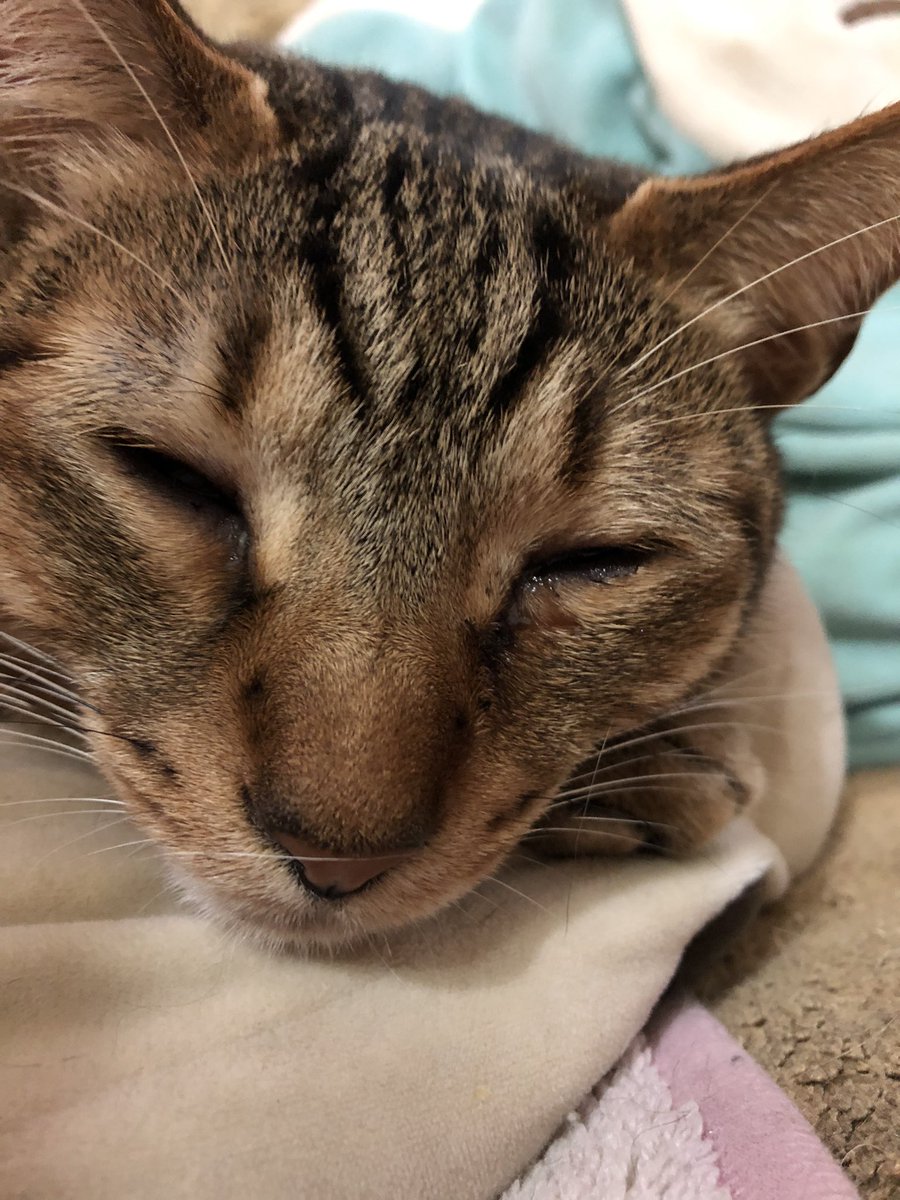 LoveMerodi's tweet photo. 14日わさび君
どアップ(^^) https://t.co/iurO9IA2He