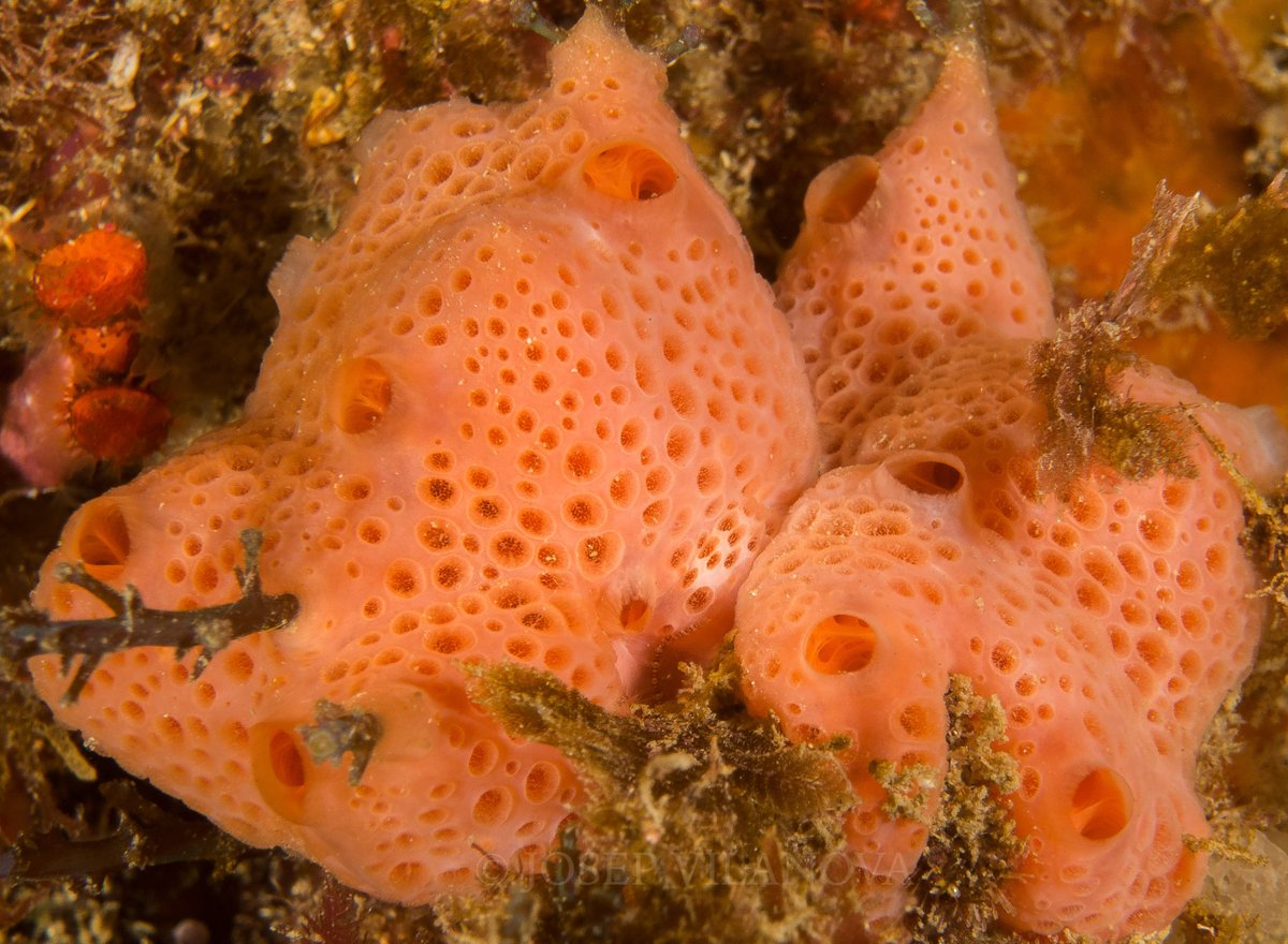 In 2022...

1⃣ Taxonomy of Sponges (3-8 October)
2⃣ Taxonomy of decapod crustaceans (10-15 October)

In 2023 there will be more! Stay tuned! 😃

More info👉bit.ly/3O9Hh2m