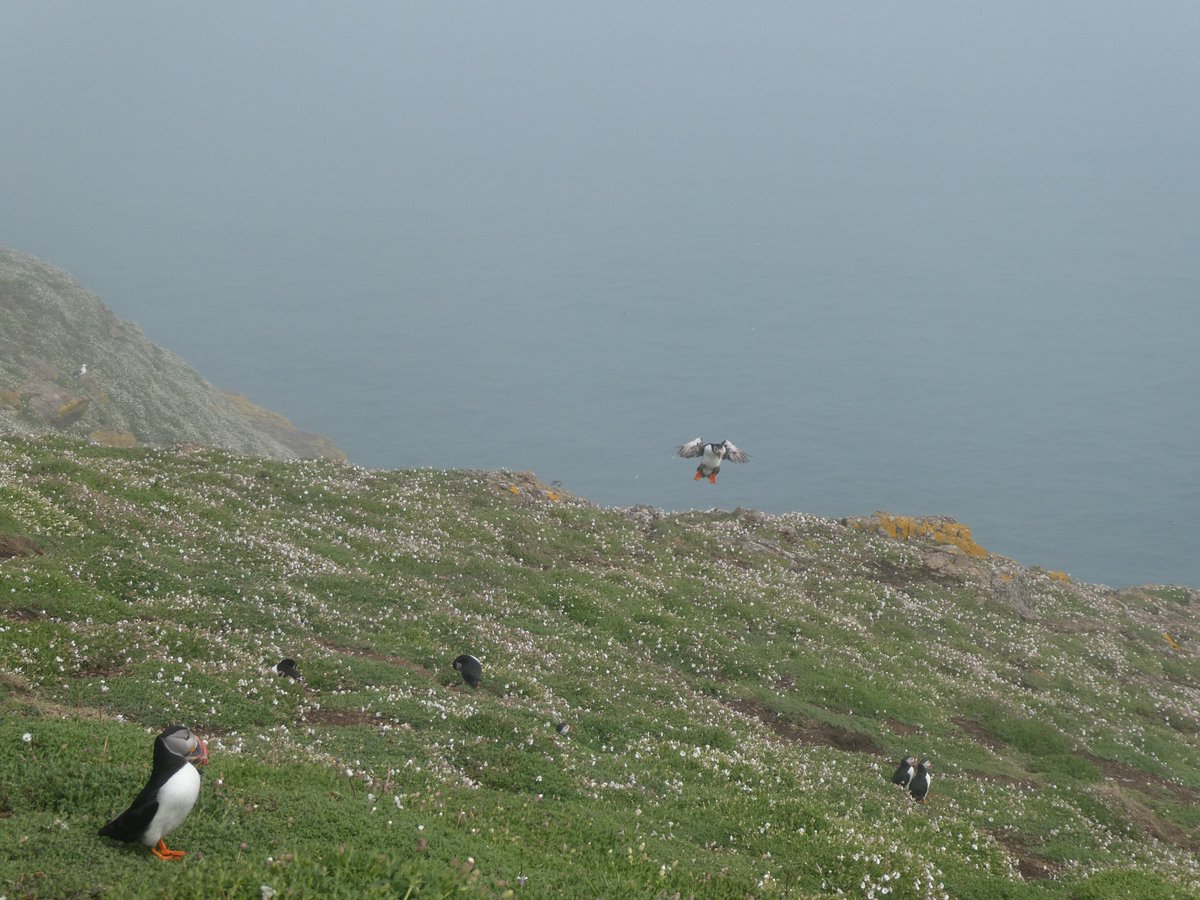 Fabulous day on <a href="/skomer_island/">Skomer Island</a> yesterday. Mostly misty with occasional pockets of sunshine breaking through but the puffins did not disappoint. 
Best birthday EVER!