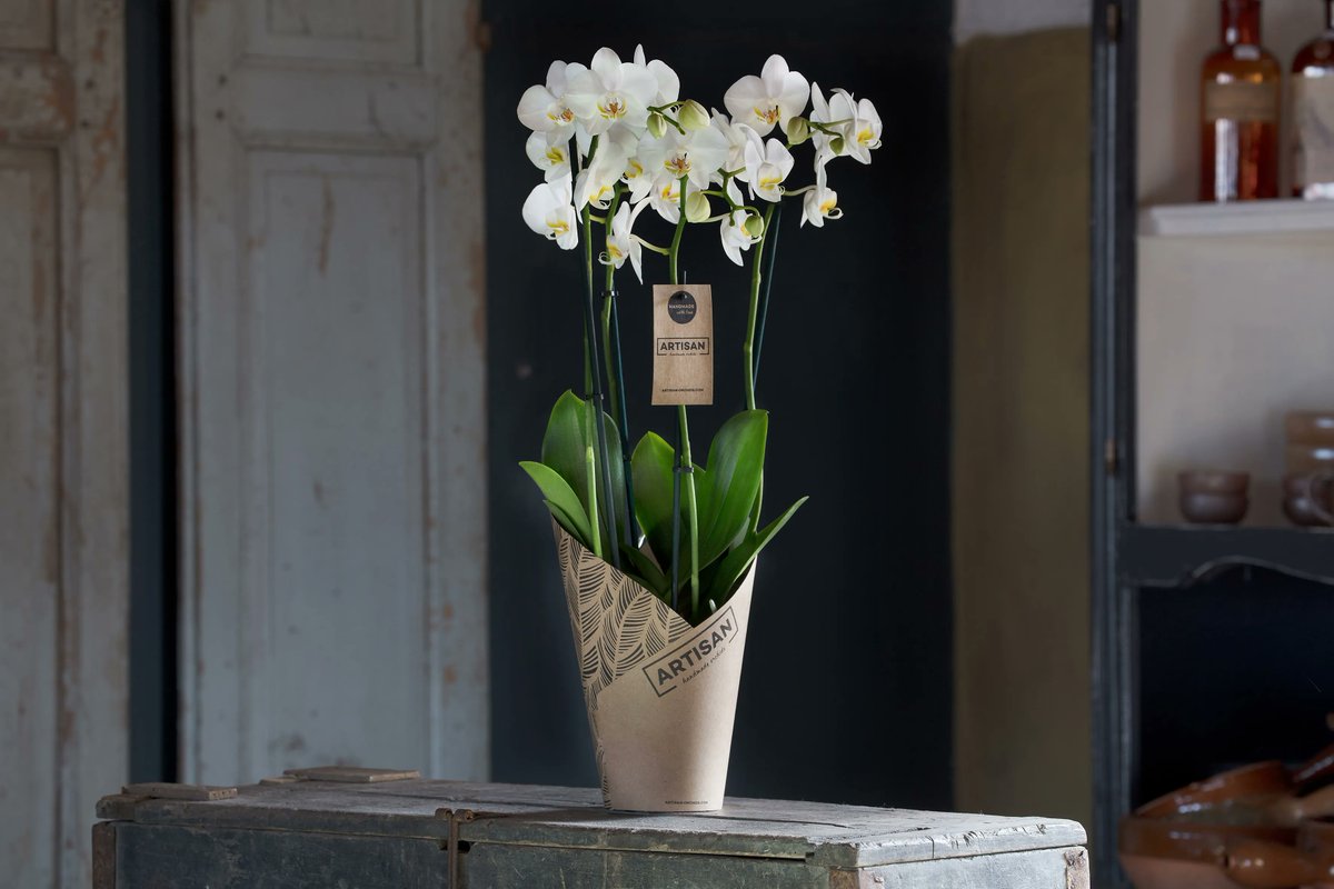 PRODUCTPERFECTIONISME | Wij telen een onderscheidend product met veel takken en bloemen! Door de lengte van 40 tot 60 centimeter van de Phalaenopsis, is het een volle en prachtige orchidee!🌿 

#orchids #orchid #innovation