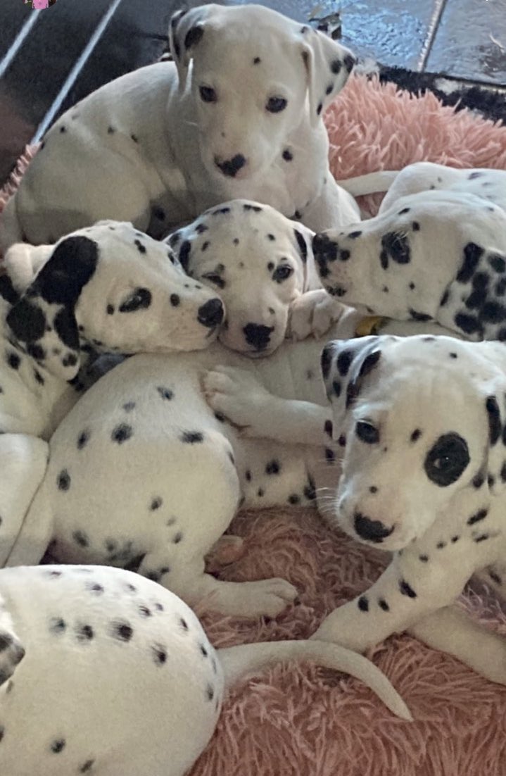 LauraGo43411481's tweet photo. @GarswoodPrimary @hatsarah 
Just had to share these pups 🥰half will be leaving in 1 week ❤️❤️
.
.
#Dalmation 
#dalmationpups
#SPECIAL  
#furbabies https://t.co/OgrSLkUeB5