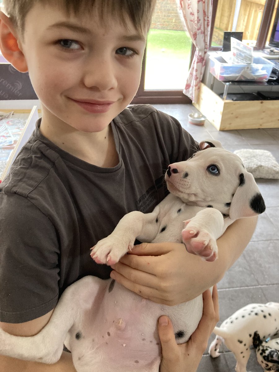 LauraGo43411481's tweet photo. @GarswoodPrimary @hatsarah 
Just had to share these pups 🥰half will be leaving in 1 week ❤️❤️
.
.
#Dalmation 
#dalmationpups
#SPECIAL  
#furbabies https://t.co/OgrSLkUeB5