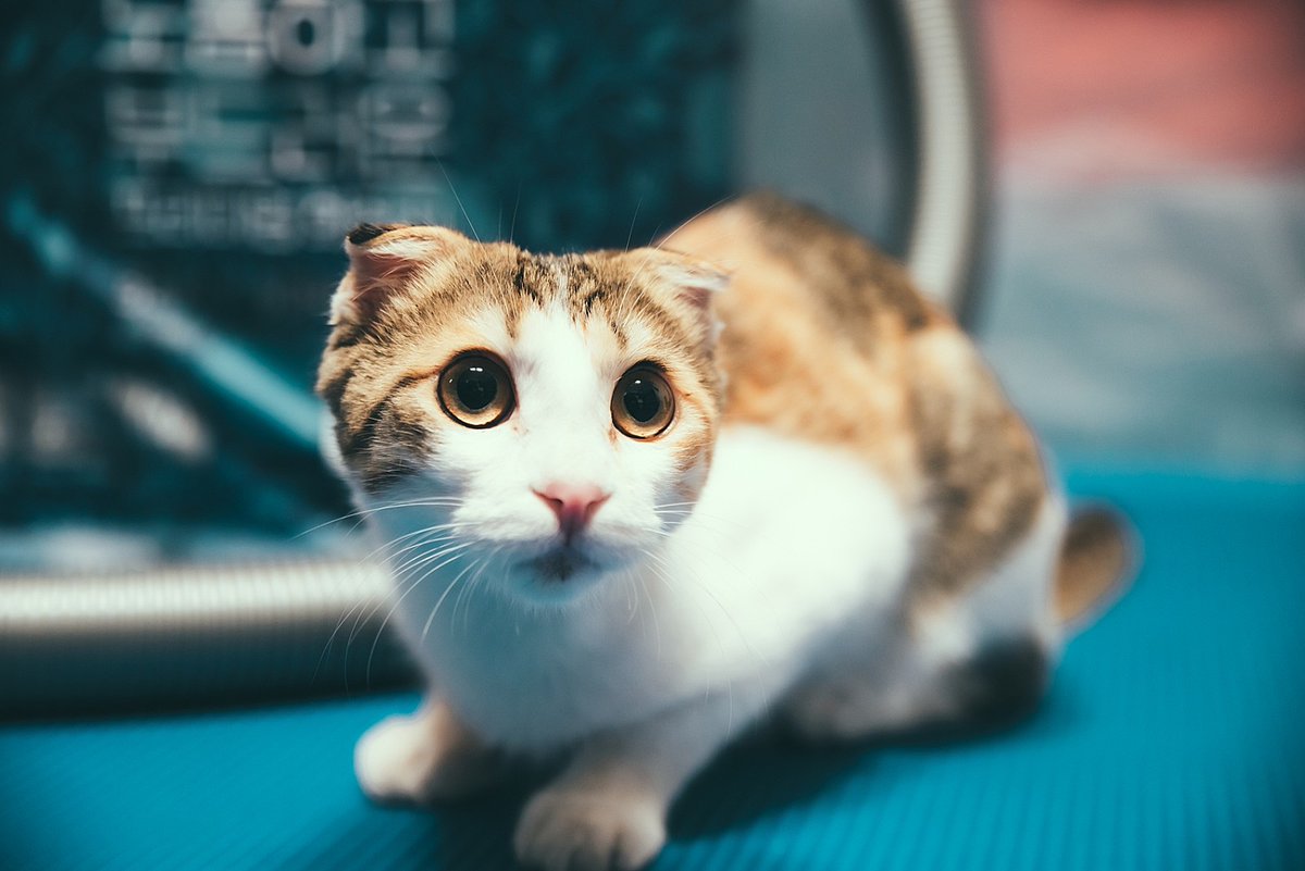 KimHanRyang1's tweet photo. 슈렉 버전.. 장화신은 고양이 코스프레를 시켜야하나.. https://t.co/B5BTpB8LpC