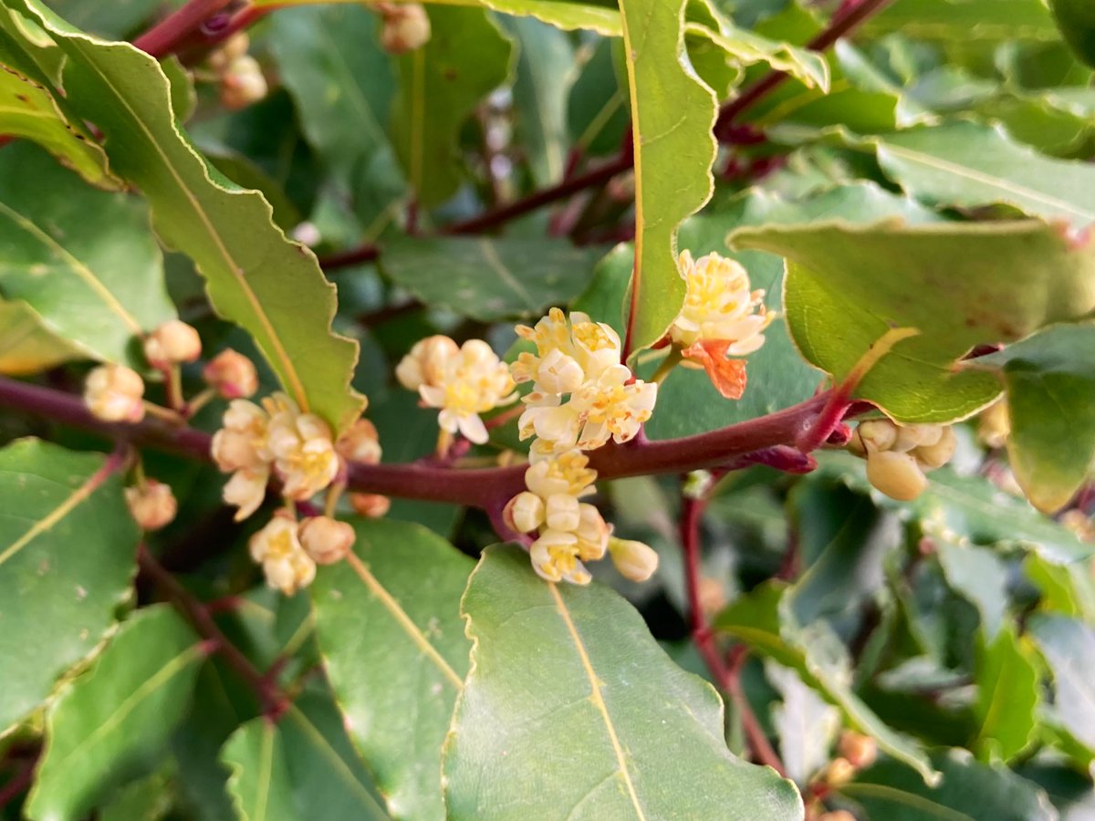 WorldNannys's tweet photo. 🌼Not seen my Bay Leaf flower before, so pretty🌼
#nannysgardenworld
#baytree #bayleaf #flowers #garden #GardeningTwitter https://t.co/pTS0VdTfwS